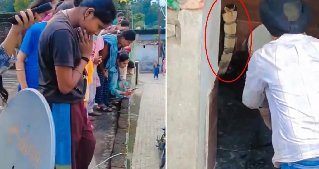 Hindistan'ın Himachal Pradesh Eyaletinde Bir Evin Klozetinde Dev Kobra Bulundu