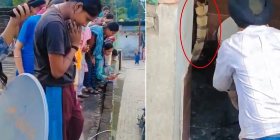 Hindistan’ın Himachal Pradesh Eyaletinde Bir Evin Klozetinde Dev Kobra Bulundu