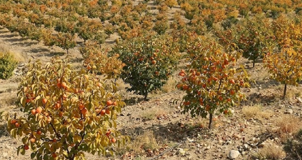 Doğu Asya Kökenli Cennet Hurması Türkiye’nin Akdeniz ve Ege Bahçelerinden Dünyaya Ulaşıyor