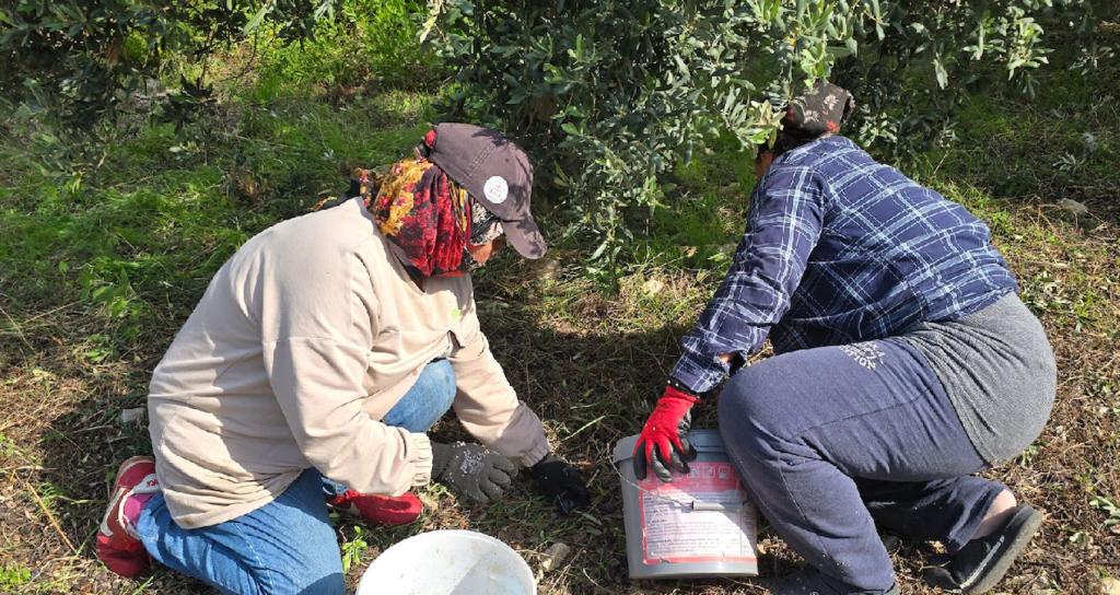 Hatay Samandağ'da Asırlık Ağaçların Halhalı Zeytini Hasadı 150 Liradan Başladı