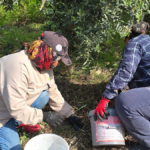 Hatay Samandağ'da Asırlık Ağaçların Halhalı Zeytini Hasadı 150 Liradan Başladı