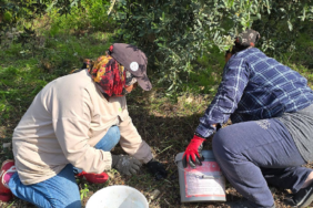 Hatay Samandağ'da Asırlık Ağaçların Halhalı Zeytini Hasadı 150 Liradan Başladı