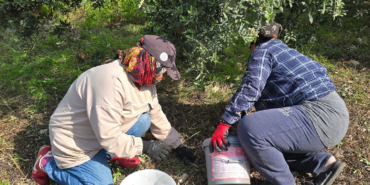 Hatay Samandağ'da Asırlık Ağaçların Halhalı Zeytini Hasadı 150 Liradan Başladı