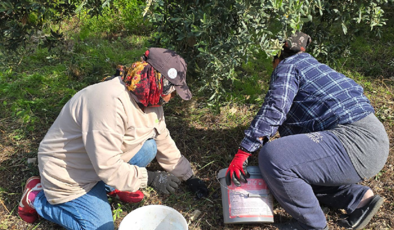 Hatay Samandağ'da Asırlık Ağaçların Halhalı Zeytini Hasadı 150 Liradan Başladı